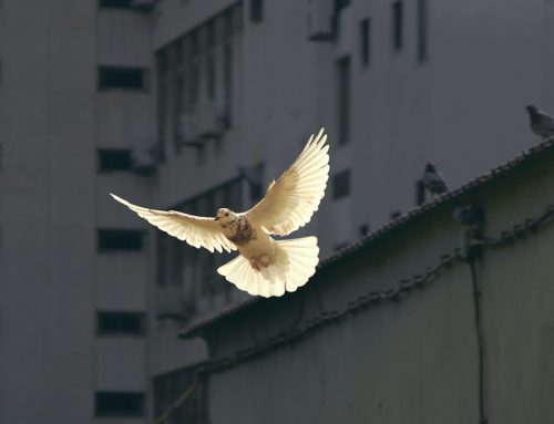 CUENTOS SOBRE LA GUERRA. “CUENTOS PARA LA PAZ”.